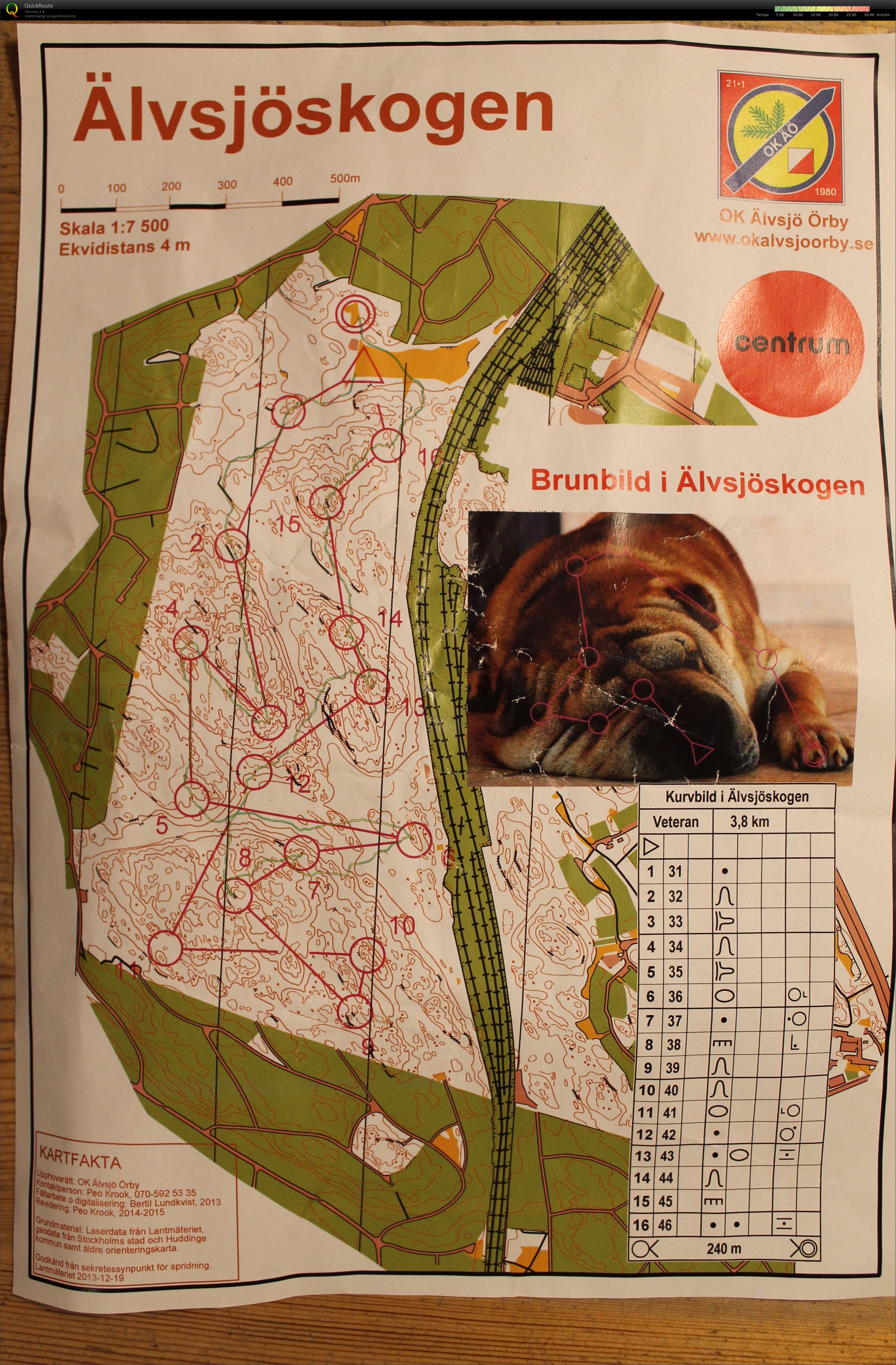 Brunbild i Älvsjöskogen (2015-05-07)